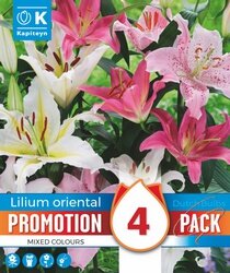 Promotion Lilium Oriental