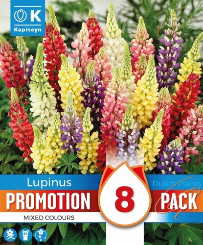 Promotion Lupins Mixed