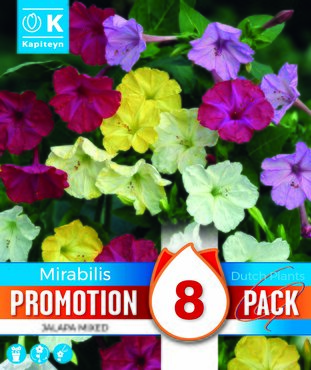 Promotion Mirabilis Jalapa Mixed