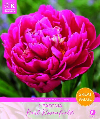 Promotion Paeonia Lactiflora Karl Rosenbield