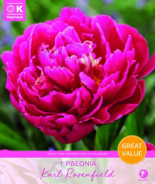 Promotion Paeonia Lactiflora Karl Rosenbield