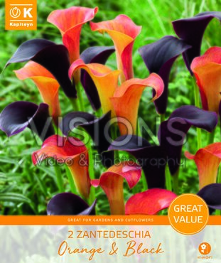 Promotion Zantedeschia Black and Orange