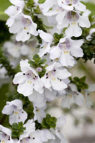 Prostranthera Cuneata  2.5 Litre