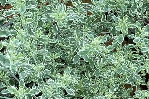 Prostranthera Variegata 3 Litre