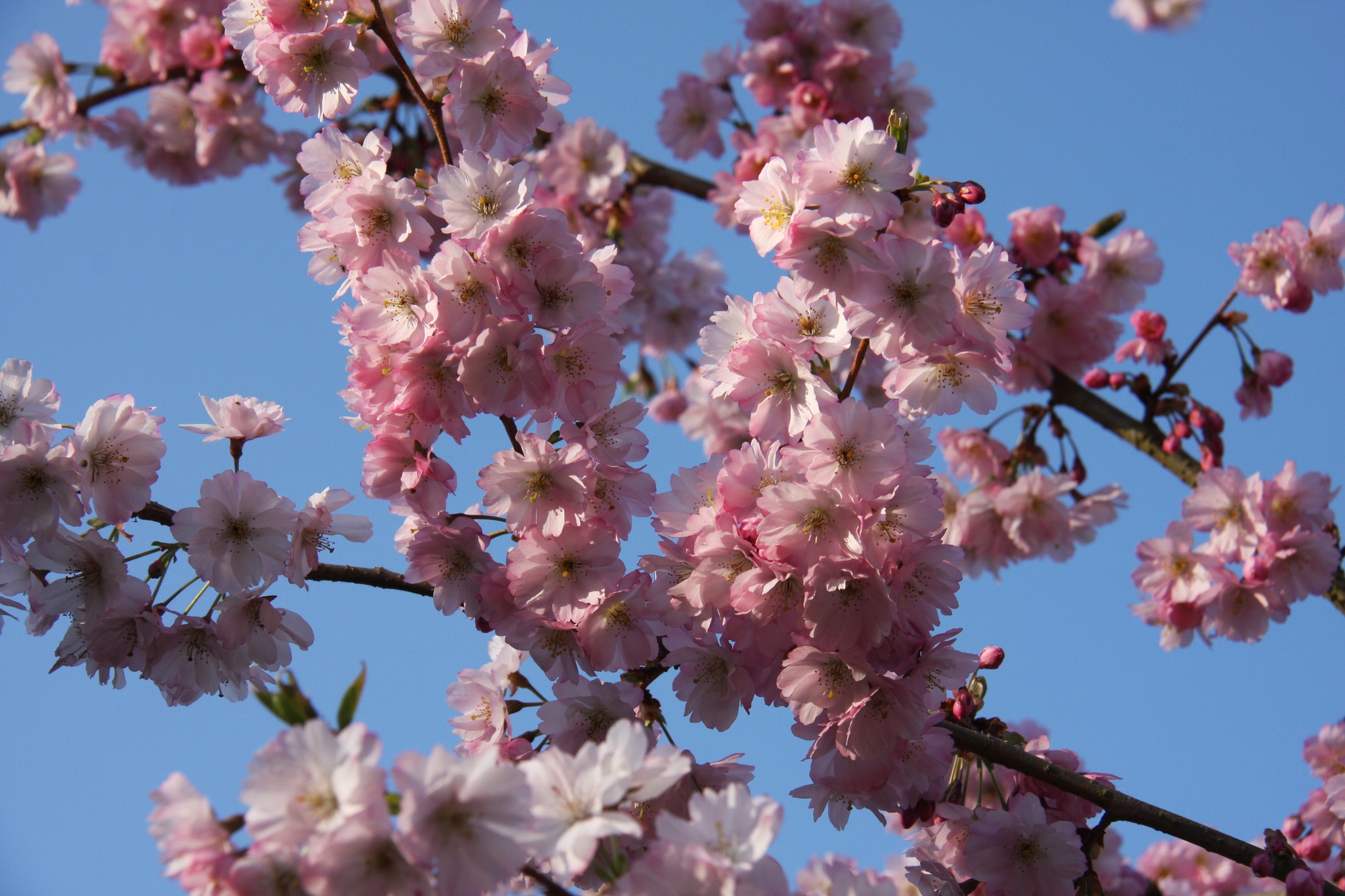 Prunus Accolade 12 litre - Stewarts Garden Centre