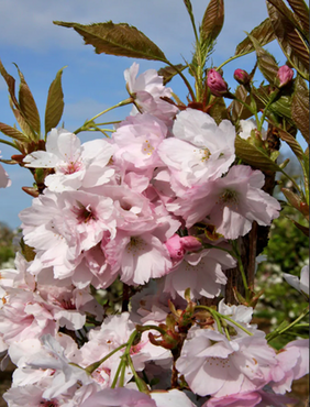 Prunus Amanogawa Bush 6 Litre