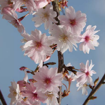 Prunus Autumnalis 12 Litre