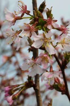 Prunus Brilliant 3 Litre