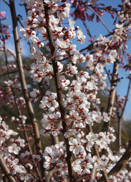 Prunus cerasifera Hollywood Bush 6 Litre