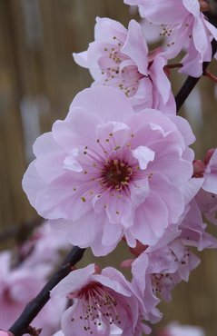 Prunus cerasifera Pleniflora 16.5 Litre