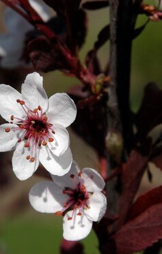 Prunus cistena Bush 6 Litre