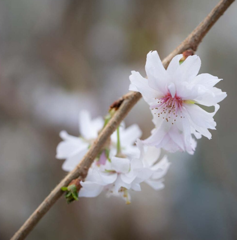 Prunus Crystal Falls 12 Litre