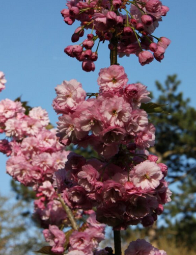 Prunus First Blush 12 Litre