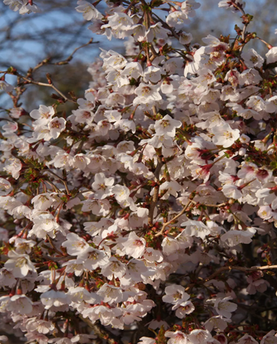 Prunus incisa Kojou-no-mai 10 litre