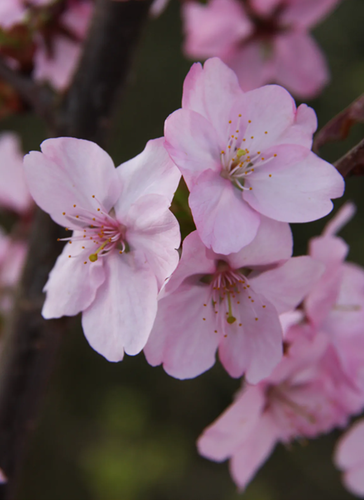 Prunus Jacqueline 12 Litre