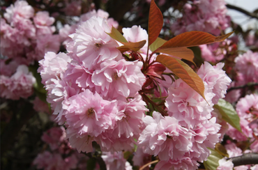 Prunus Kanzan Bush 6 Litre