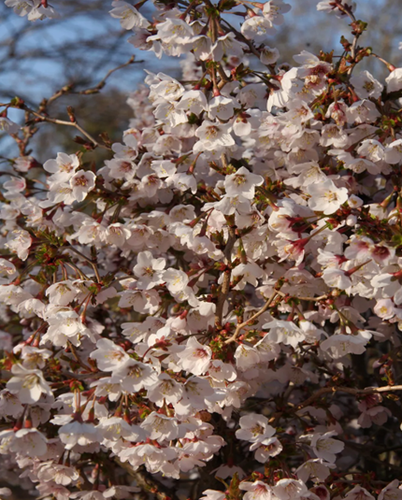 Prunus Kojou-no-Mai 50cm Stem 3 Litre