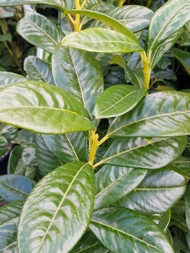 Prunus laurocerasus (Cherry Laurel) 3 Litre - Stewarts Garden Centre