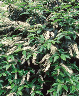 Prunus lusitanica 12 Litre