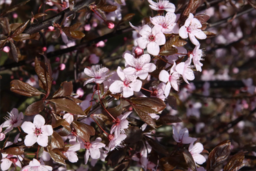 Prunus Nigra Bush 6 Litre