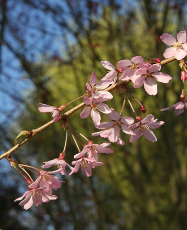 Prunus Pendula Rubra 120cm Stem 16.5 Litre