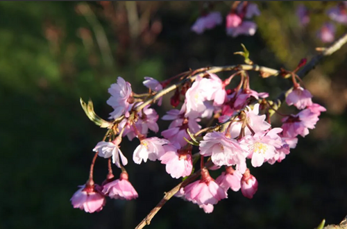 Prunus Pink Cascade 12 Litre