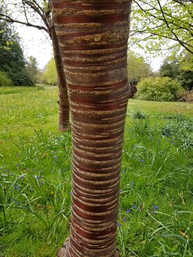 Prunus serrula 12 Litre