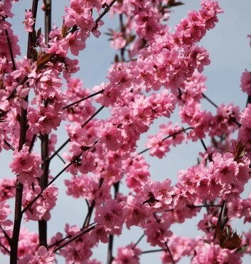 Prunus Spring Glow Bush 6 Litre