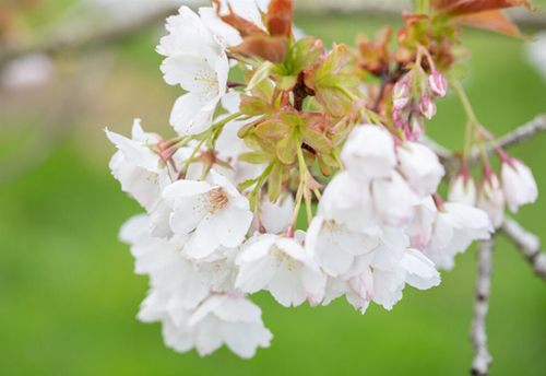 Prunus Tai-Haku 12 Litre