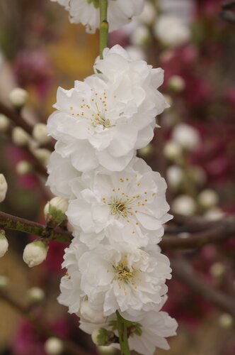 Prunus Taoflora White 1.25m Stem 7.5 Litre