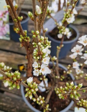 Prunus tomentosa 3 Litre