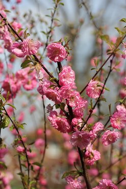 Prunus triloba Rosenmund 16.5 Litre