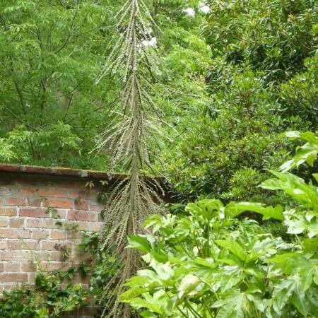 Pseudopanax Ferox 4 Litre