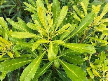 Pseudopanax Goldfinger 4 Litre