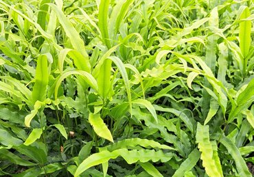 Pteris umbrosa 3 Litre