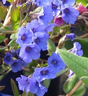 Pulmonaria Blue Ensign 1 Litre