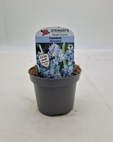 Puschkinia Libanotica Potted Bulb 9cm