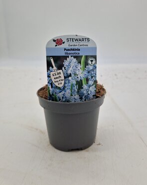 Puschkinia Libanotica Potted Bulb 9cm