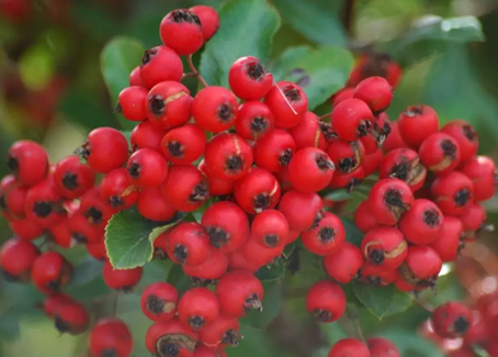 Pyracantha Coccinea Red Star 3 Litre