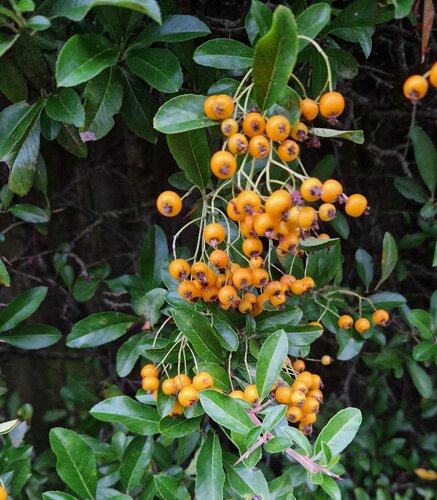 Pyracantha Golden Glow 1.5m on Trellis 20 Litre