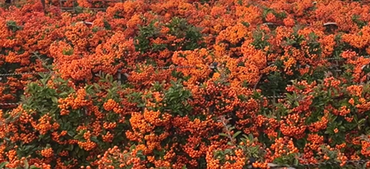 Pyracantha Orange Charmer 3 Litre