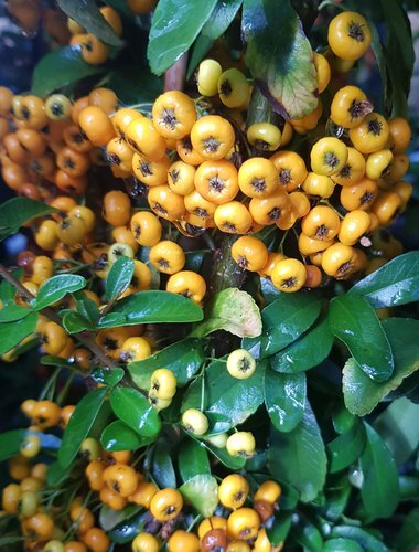 Pyracantha Saphyr Orange 1.5m on Trellis 20 Litre