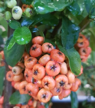 Pyracantha 'Saphyr Orange' Trellis 10 Litre