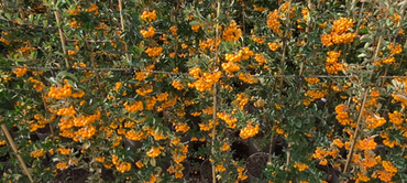 Pyracantha Soleil Dor 3 Litre