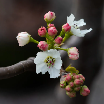 Pyrus Chanticleer 12 Litre