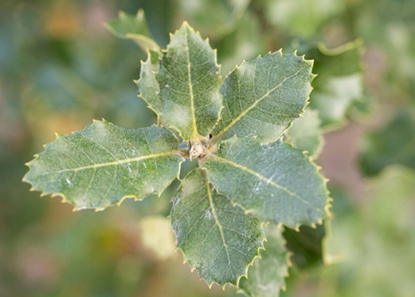 Quercus Ilex 10 Litre