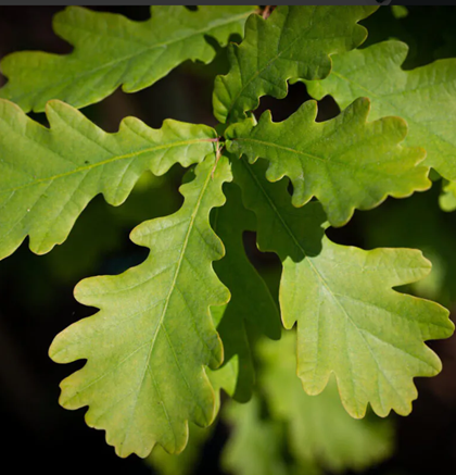 Quercus robur 12 litre - Stewarts Garden Centre