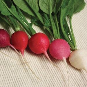 Radish Sparkler 6 Pack