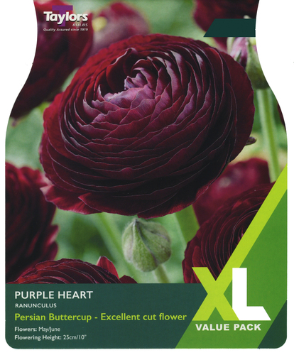 Ranunculus Purple Heart  XL