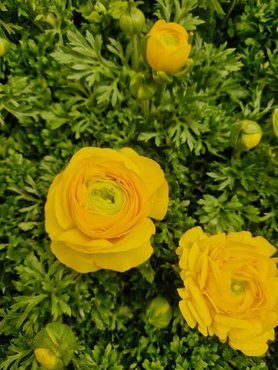 Ranunculus Sprinkles Mix 1 Litre - image 2